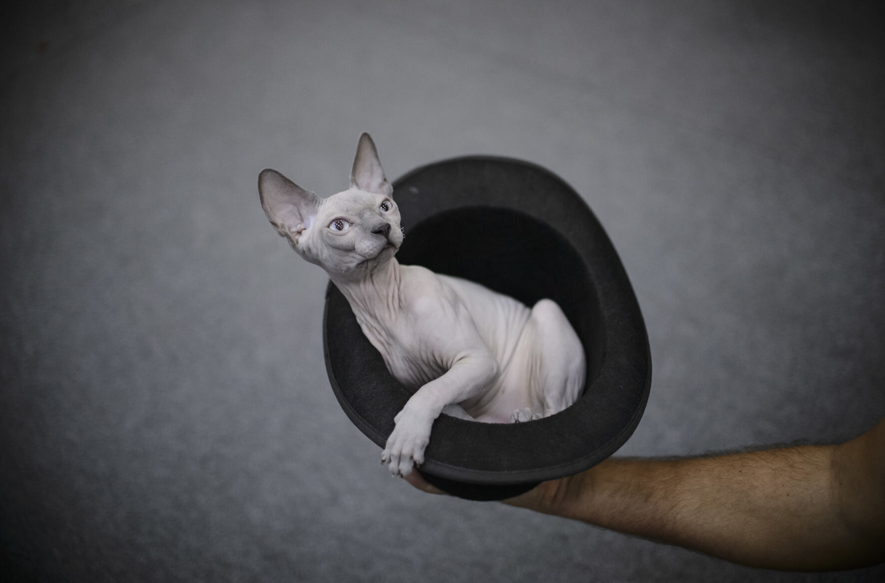 Romania International Cat Show